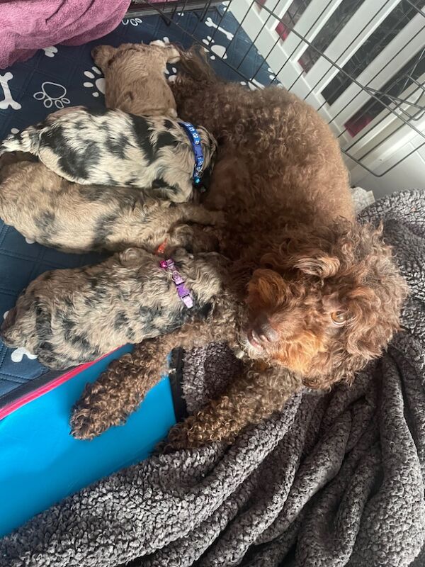 Gorgeous Unique merle F1B cockapoo pups for sale in New Romney, Kent - Image 8