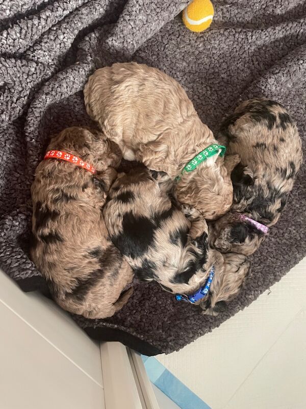 Gorgeous Unique merle F1B cockapoo pups for sale in New Romney, Kent - Image 9