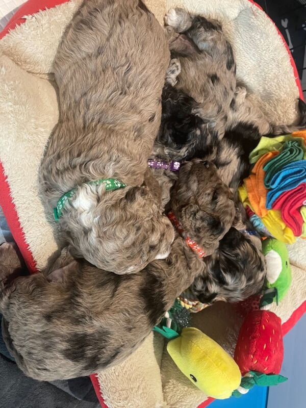 Gorgeous Unique merle F1B cockapoo pups for sale in New Romney, Kent - Image 10