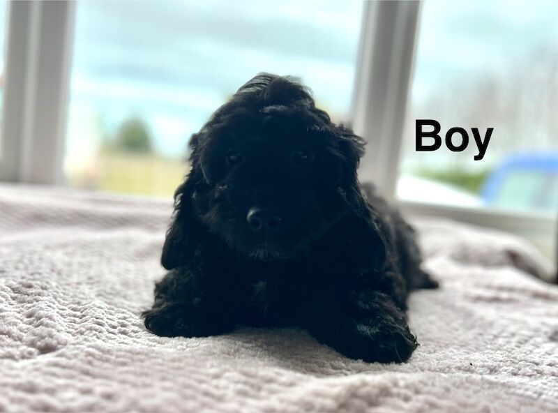 Handsome boy ready now - Image 2 of 5