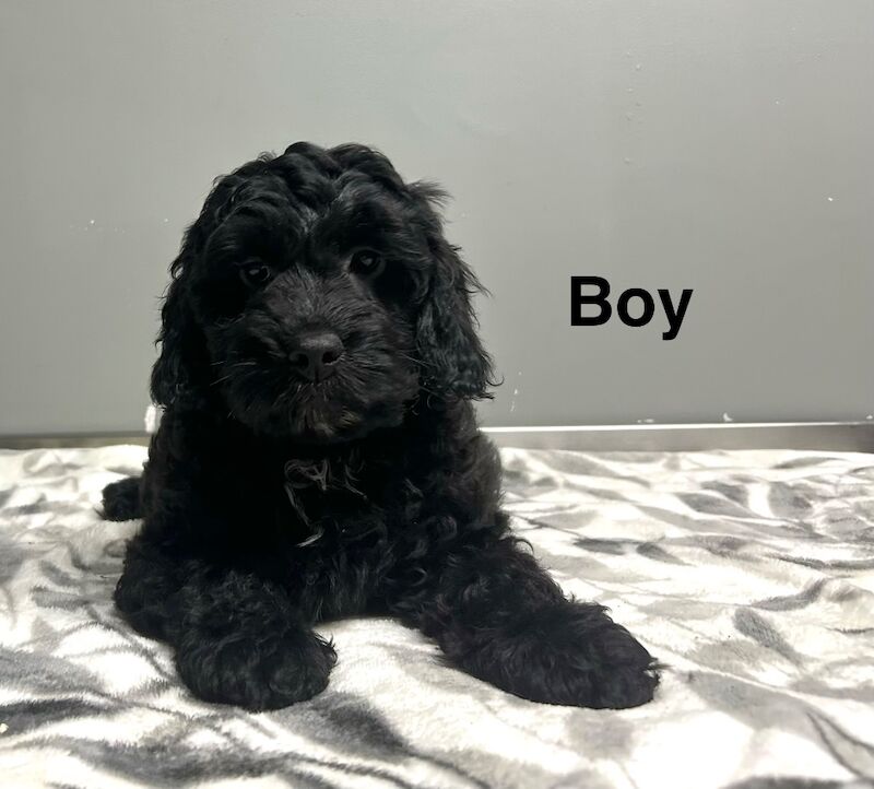 Handsome boy ready now - Image 3 of 5