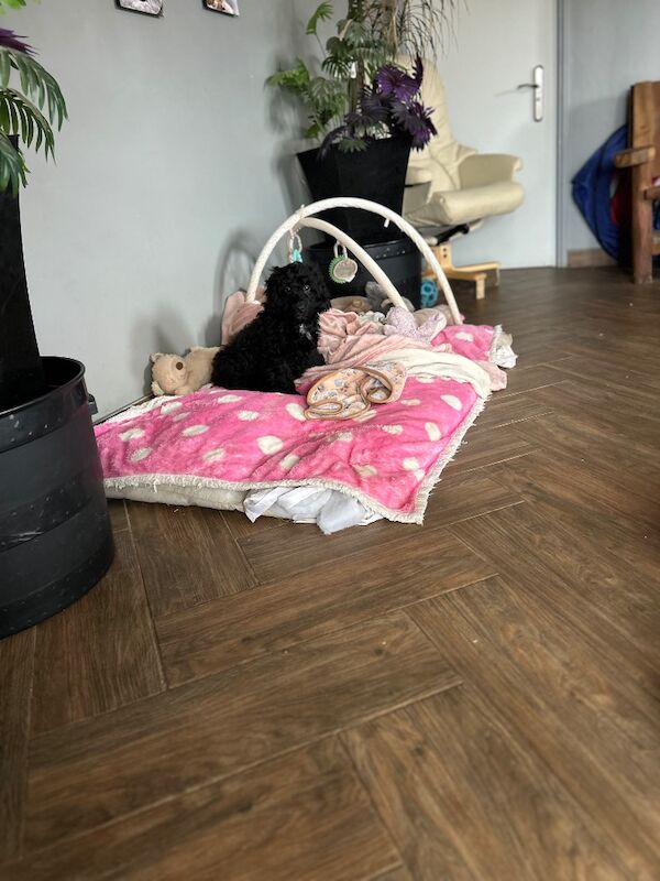 Handsome boy ready now - Image 4 of 5