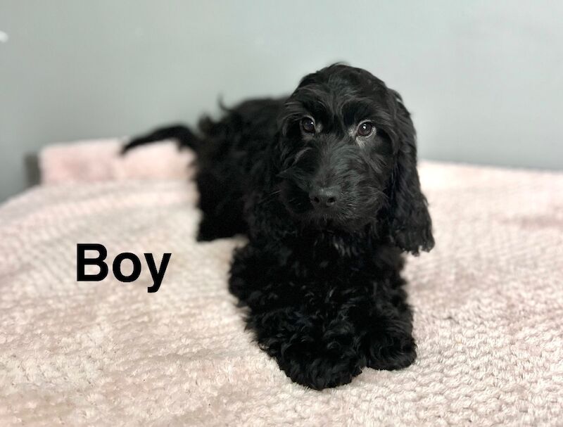 Handsome chap is the last one in his litter for a home 