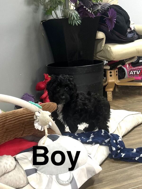 Cockapoo Puppies For Sale Under £1,000