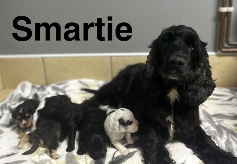 handsome chap is the last one in his litter looking for a home - Image 2 of 6