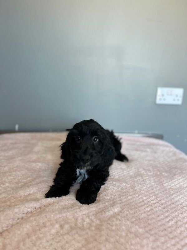 Handsome chap still looking for a home - Image 3 of 5