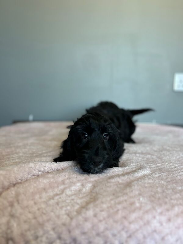 Handsome chap still looking for a home - Image 4 of 5