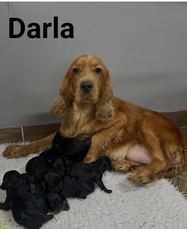 Cockapoo puppies for sale in Wisbech, Cambridgeshire – 3 months old