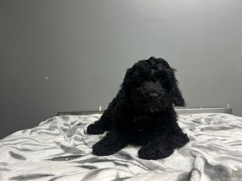 Cockapoo puppies for sale in Wisbech, Cambridgeshire – 3 months old - Image 4 of 6