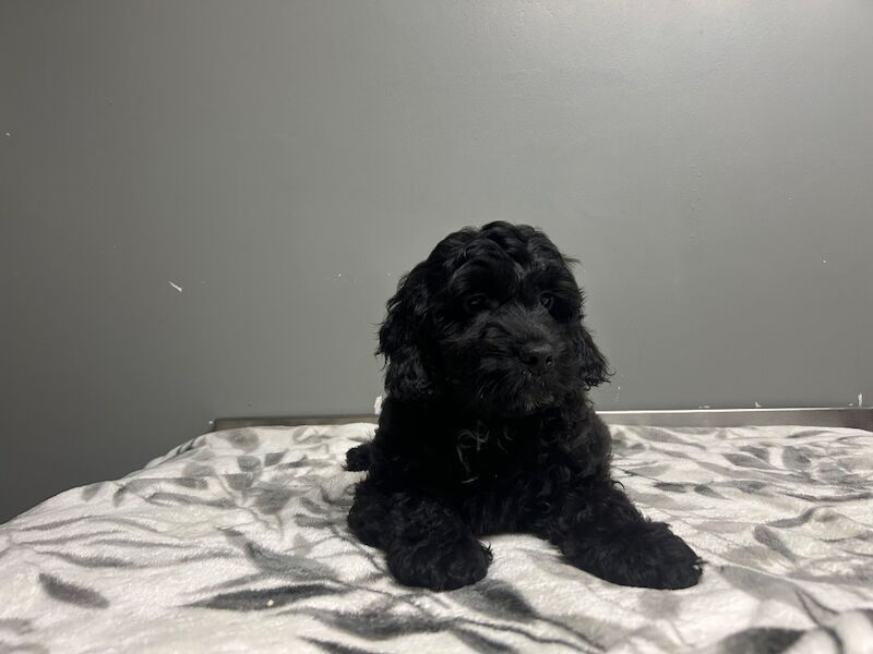 Cockapoo puppies for sale in Wisbech, Cambridgeshire – 3 months old - Image 6 of 6