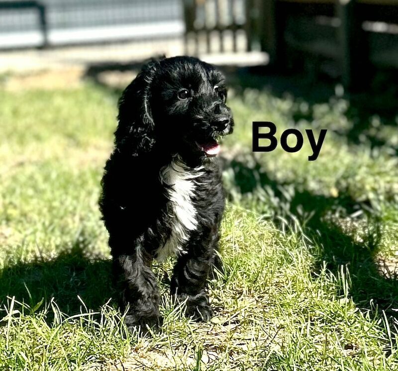 Handsome cockapoo chap looking for his sofa