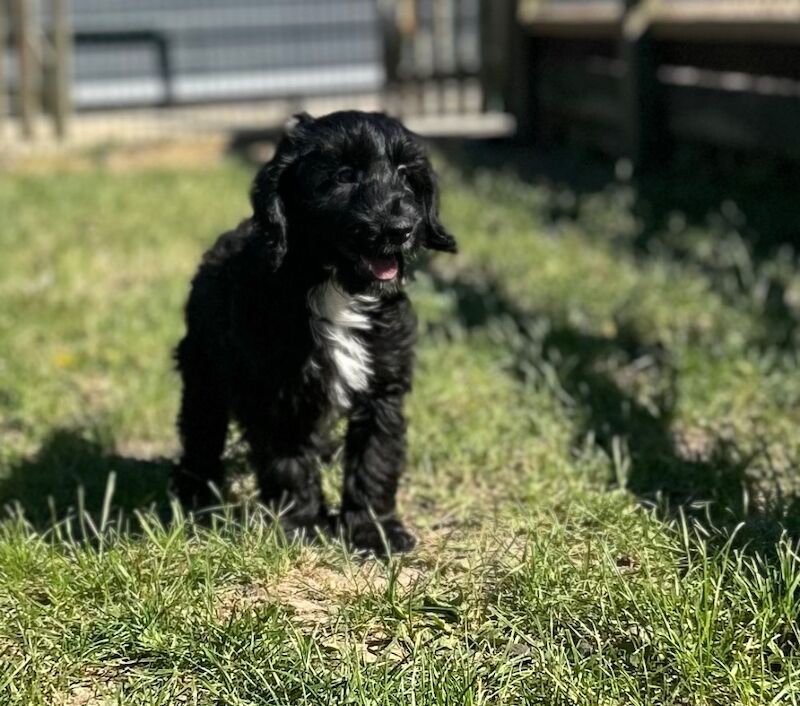 Handsome cockapoo chap looking for his sofa - Image 3 of 7