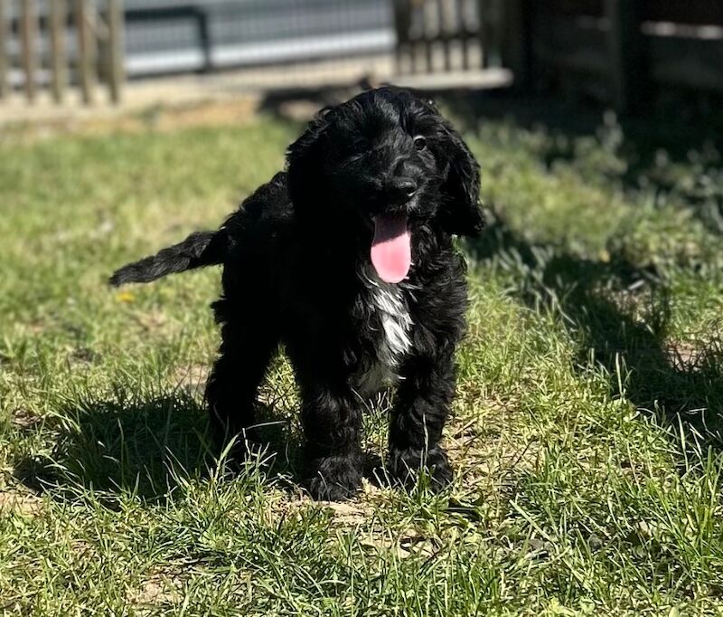 Handsome cockapoo chap looking for his sofa - Image 4 of 7