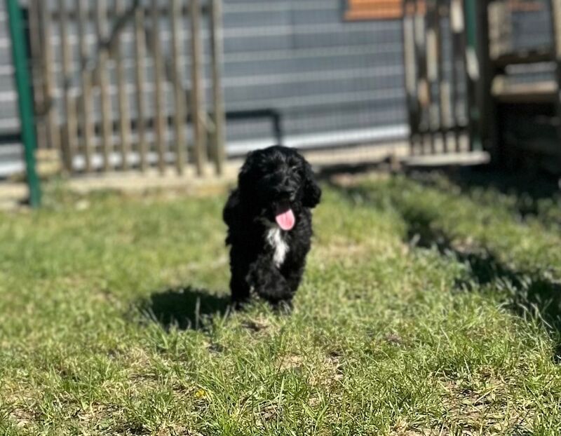 Handsome cockapoo chap looking for his sofa - Image 5 of 7