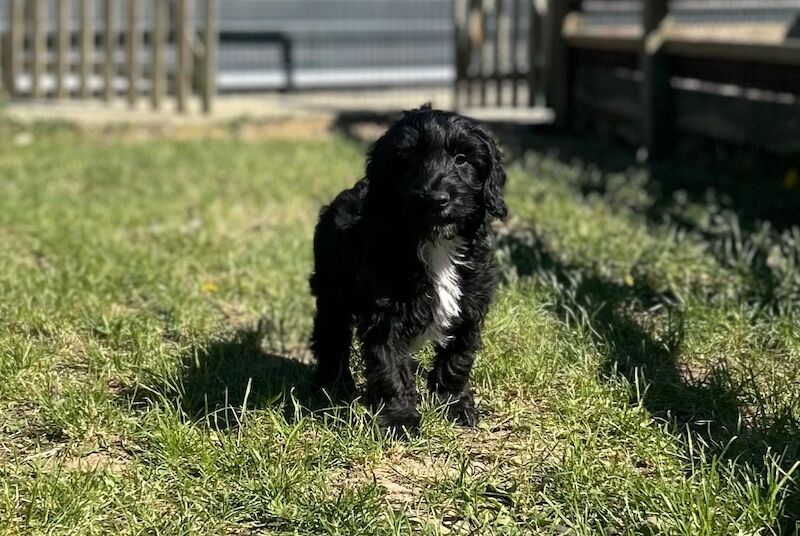 Handsome cockapoo chap looking for his sofa - Image 6 of 7