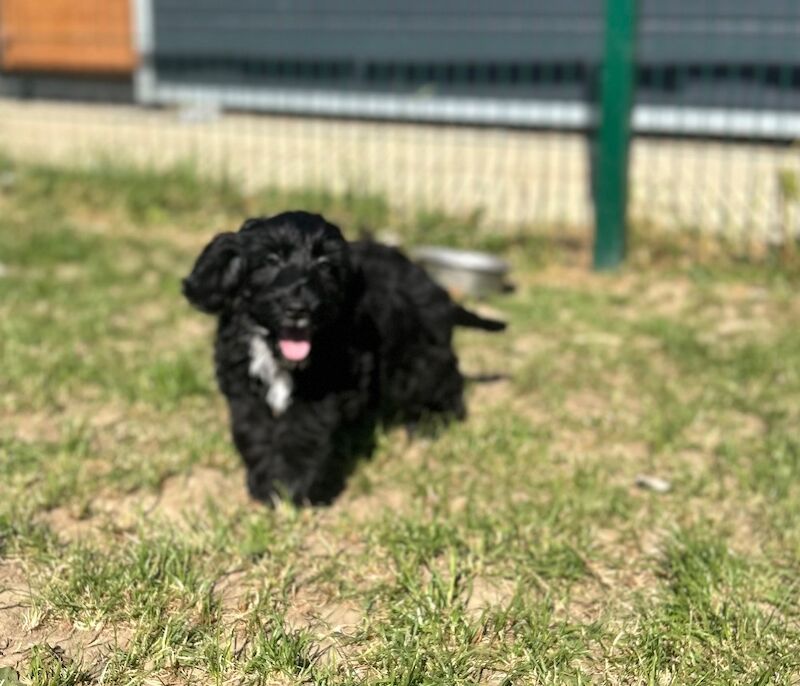 Handsome cockapoo chap looking for his sofa - Image 7 of 7