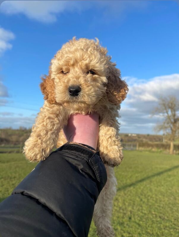 Cockapoo puppies for sale in Enniskillen, County Fermanagh – 8 weeks old