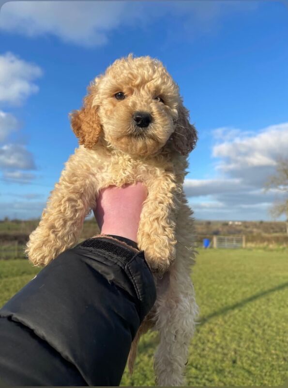 Cockapoo puppies for sale in Enniskillen, County Fermanagh – 10 weeks old - Image 2 of 3
