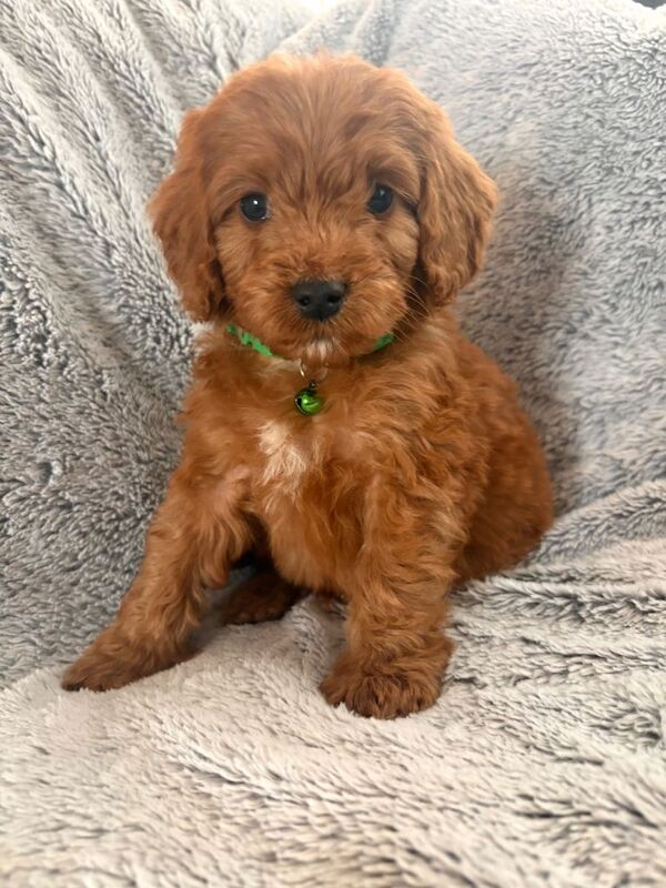 Cockapoo puppies for sale in Sunderland, Tyne and Wear – KC registered, 8 weeks old - Image 2 of 5