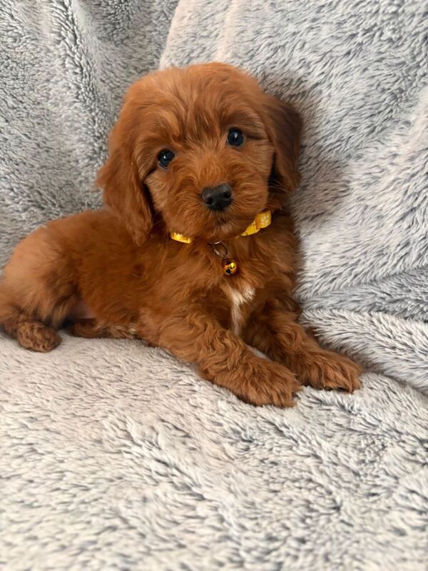 Cockapoo puppies for sale in Sunderland, Tyne and Wear – KC registered, 8 weeks old - Image 5 of 5