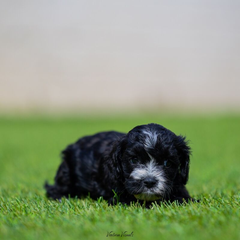 Health tested cavapoo puppy's for sale in Stevenage, Hertfordshire | Image 2