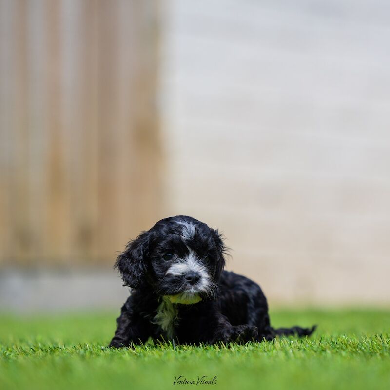 Health tested cavapoo puppy's for sale in Stevenage, Hertfordshire | Image 3