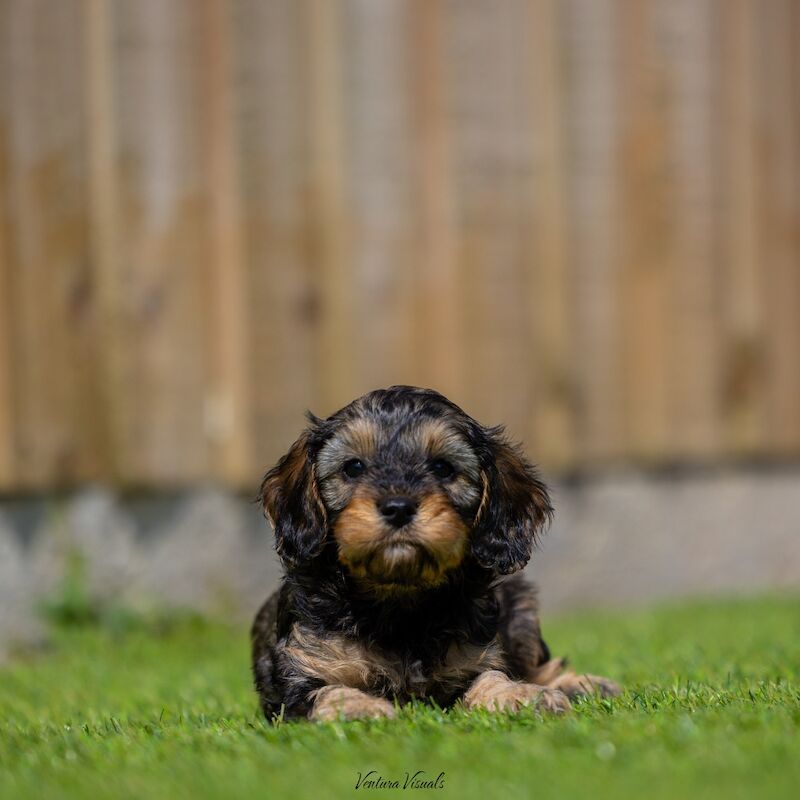 Health tested cavapoo puppy's for sale in Stevenage, Hertfordshire | Image 4