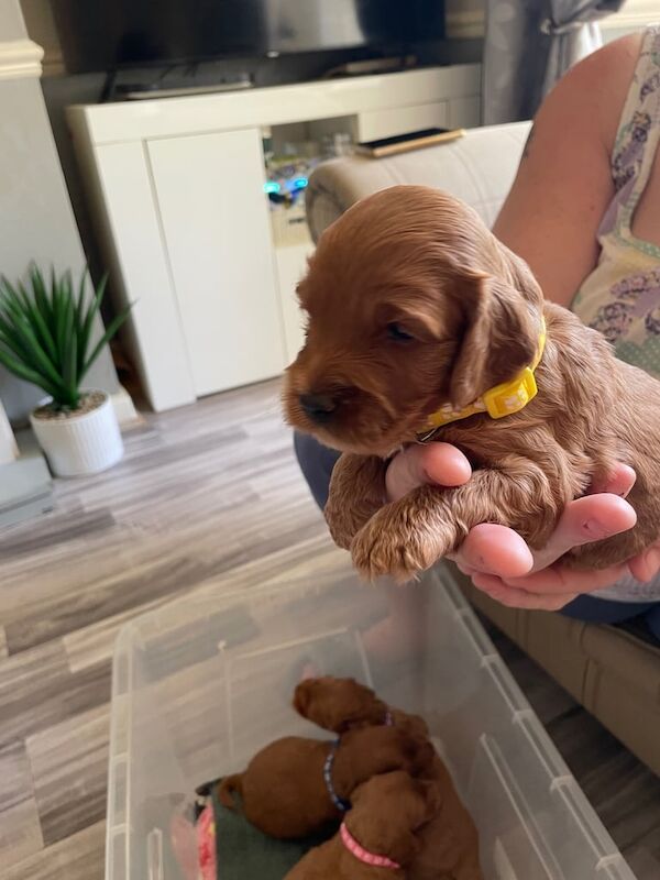 Cockapoo puppies for sale in Gorton, Greater Manchester – 3 weeks old