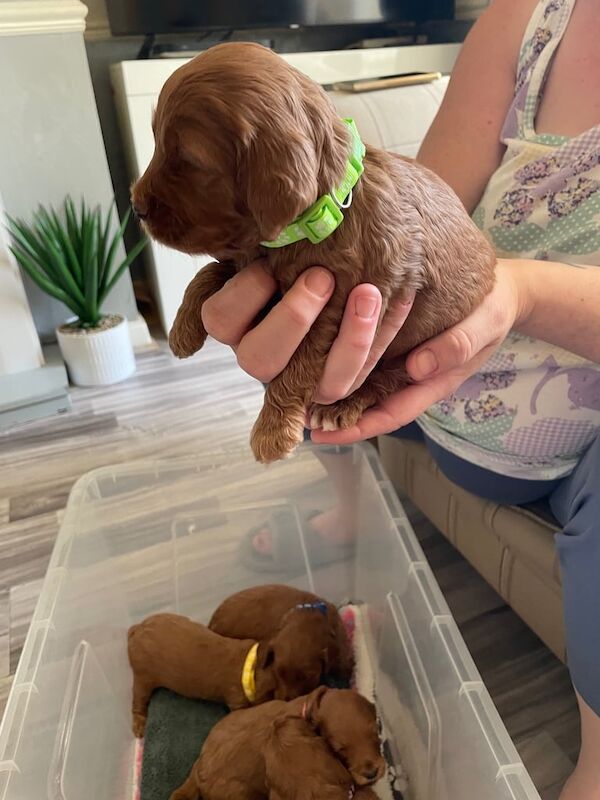Cockapoo puppies for sale in Gorton, Greater Manchester – 3 weeks old - Image 2 of 3