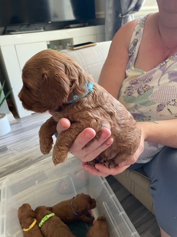 Cockapoo puppies for sale in Gorton, Greater Manchester – 3 weeks old - Image 3 of 3