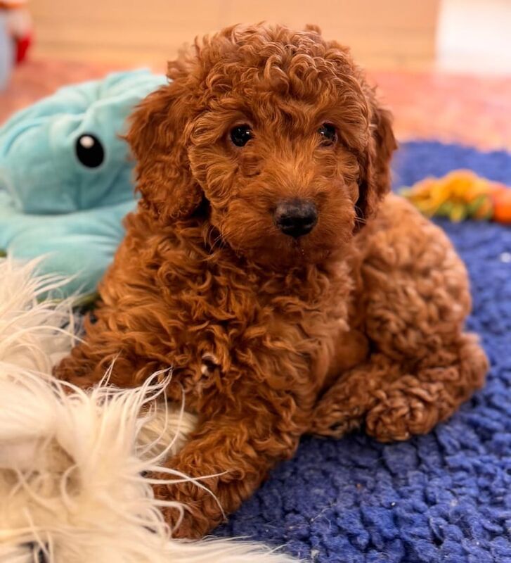 Cockapoo puppies for sale in Epworth, Lincolnshire – 10 weeks old