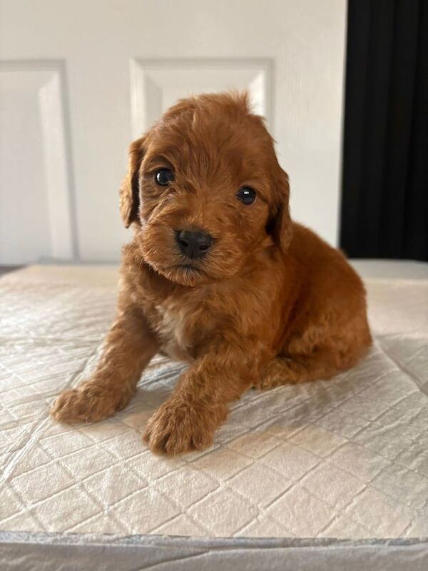 Cockapoo puppies for sale in Sunderland, Tyne and Wear – KC registered, 3 weeks old