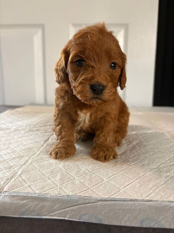 Cockapoo puppies for sale in Sunderland, Tyne and Wear – KC registered, 3 weeks old - Image 5 of 6