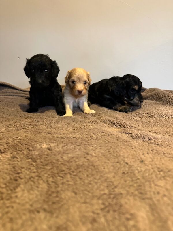Brown/Chocolate Cockapoo puppies for sale in Stevenage, Hertfordshire – 4 weeks old