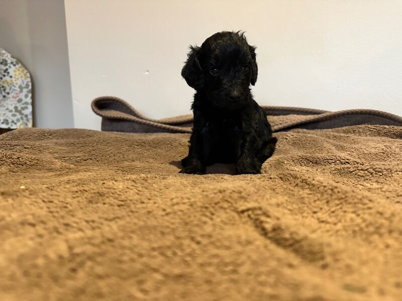 Cockapoo puppies for sale in Stevenage, Hertfordshire – 4 weeks old - Image 2 of 12