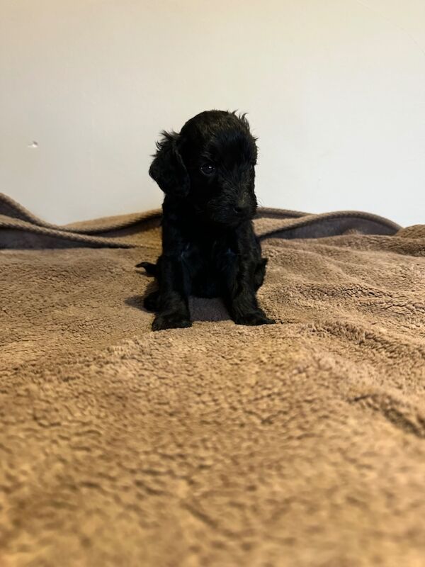 Cockapoo puppies for sale in Stevenage, Hertfordshire – 4 weeks old - Image 3 of 12