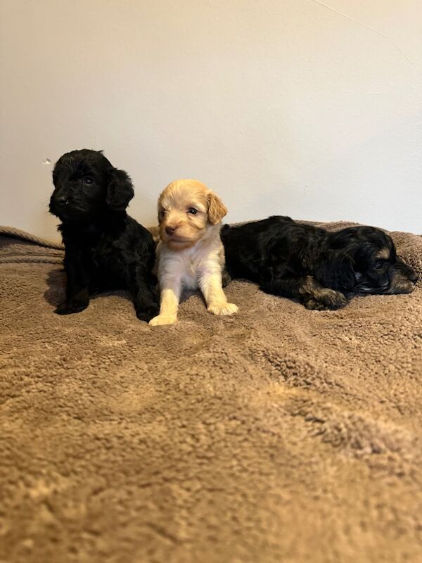 Cockapoo puppies for sale in Stevenage, Hertfordshire – 4 weeks old - Image 4 of 12