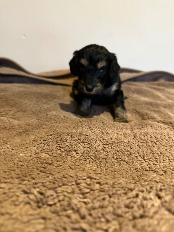 Cockapoo puppies for sale in Stevenage, Hertfordshire – 4 weeks old - Image 5 of 12