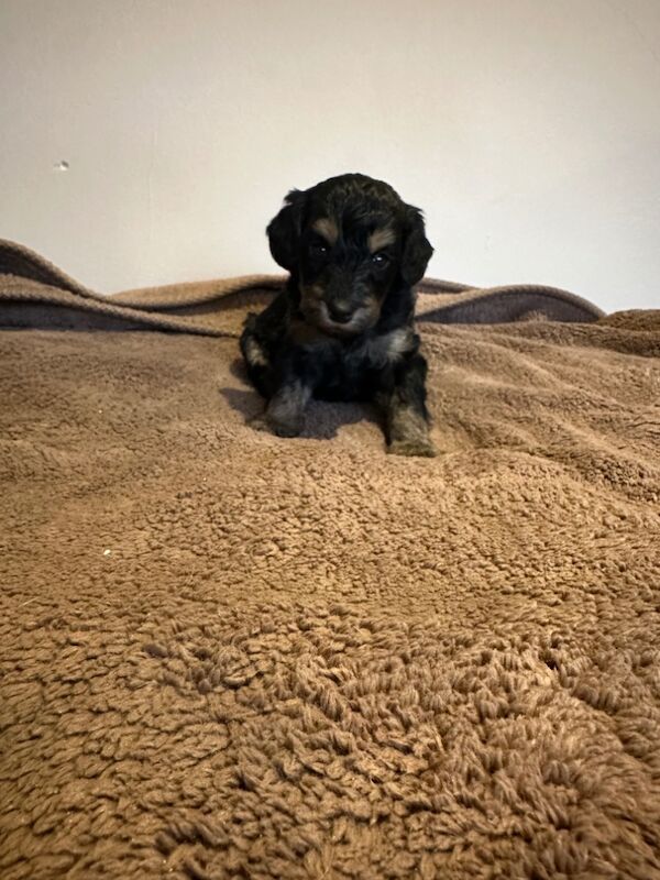 Cockapoo puppies for sale in Stevenage, Hertfordshire – 4 weeks old - Image 6 of 12