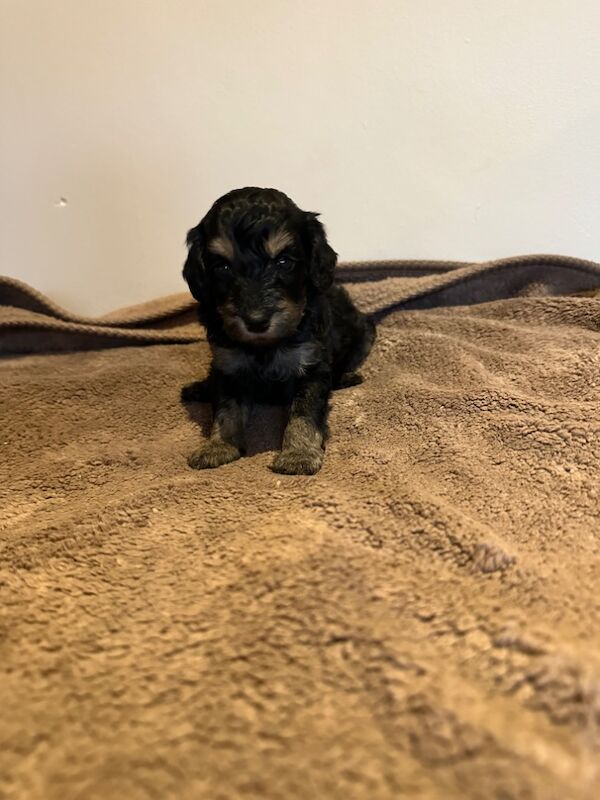Cockapoo puppies for sale in Stevenage, Hertfordshire – 4 weeks old - Image 7 of 12
