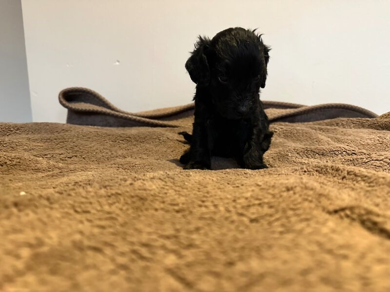 Cockapoo puppies for sale in Stevenage, Hertfordshire – 4 weeks old - Image 8 of 12