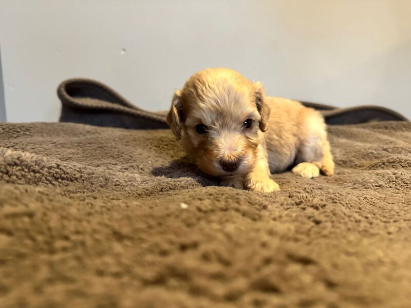 Cockapoo puppies for sale in Stevenage, Hertfordshire – 4 weeks old - Image 9 of 12