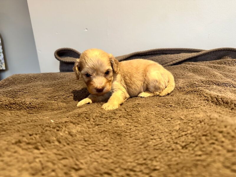 Cockapoo puppies for sale in Stevenage, Hertfordshire – 4 weeks old - Image 10 of 12