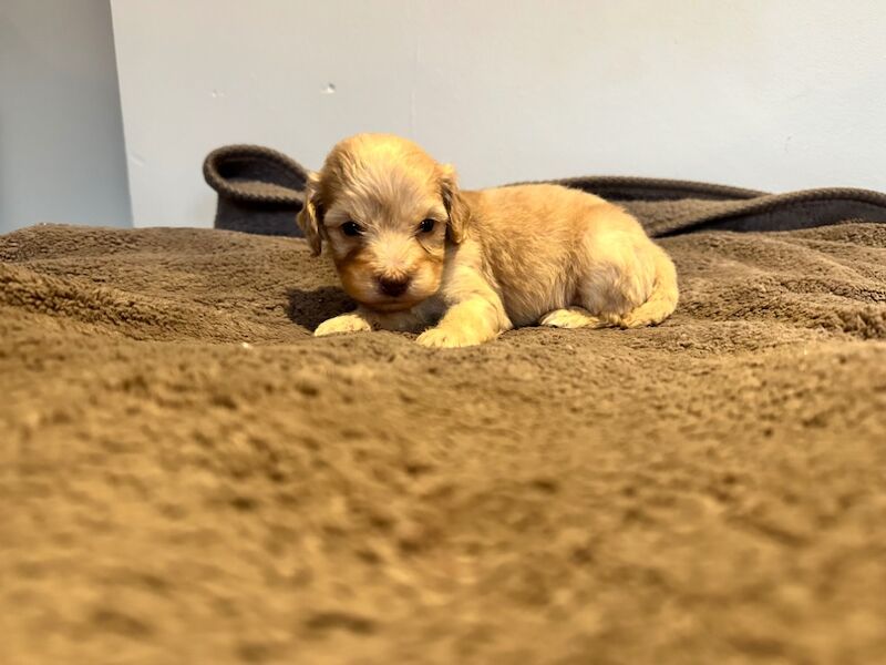 Cockapoo puppies for sale in Stevenage, Hertfordshire – 4 weeks old - Image 11 of 12