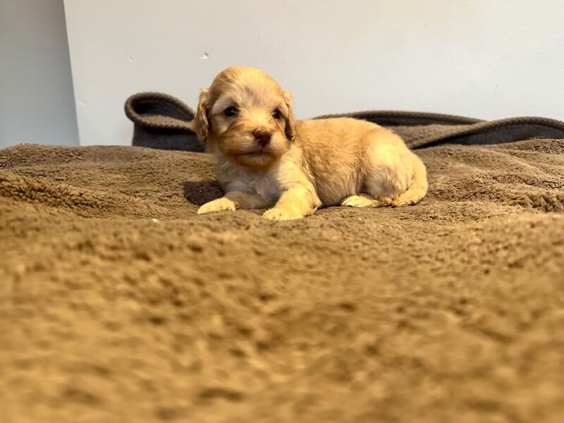 Cockapoo puppies for sale in Stevenage, Hertfordshire – 4 weeks old - Image 12 of 12