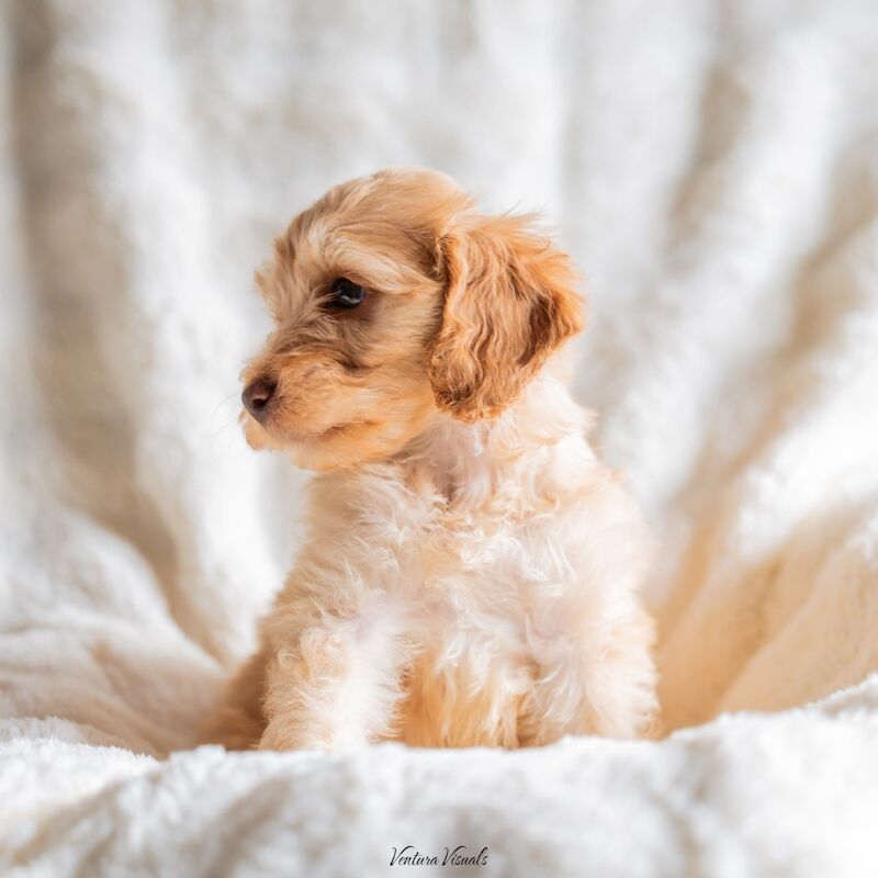 Cockapoo puppies for sale in Stevenage, Hertfordshire – 7 weeks old