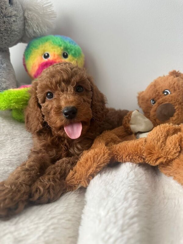 Cockapoo puppies for sale in Sunderland, Tyne and Wear – KC registered, 8 weeks old