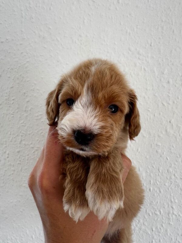 Miniature Cockapoo Puppies For Sale