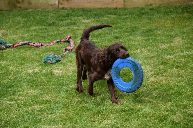 Cockapoo puppies for sale in Skegness, Lincolnshire – 1 year old - Image 2 of 5