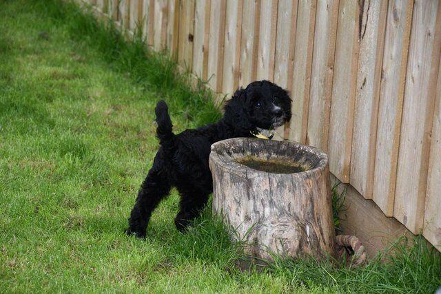 Cockapoo puppies for sale in Skegness, Lincolnshire – 1 year old - Image 5 of 5